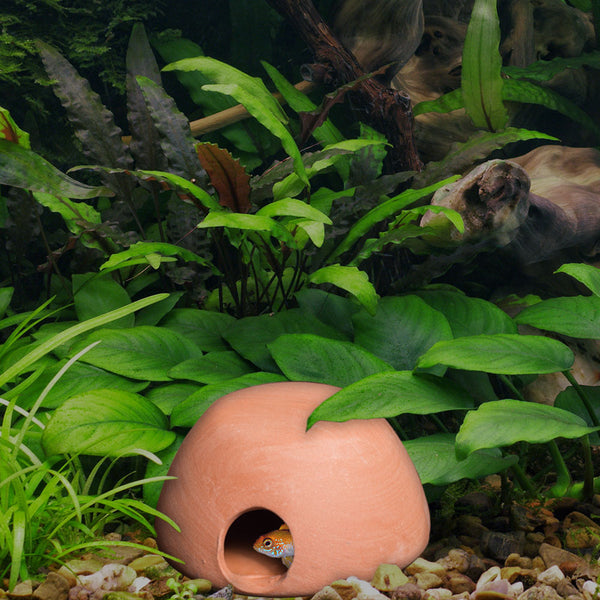 Apisto Hut